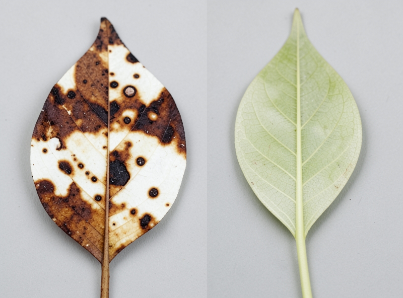 Dấu hiệu cháy nắng và đói sáng trên lá cây